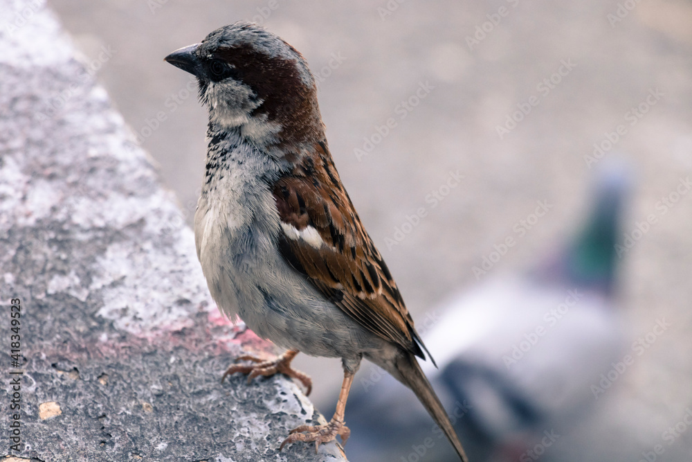 Sparrow bird macro Sparrow bird macro