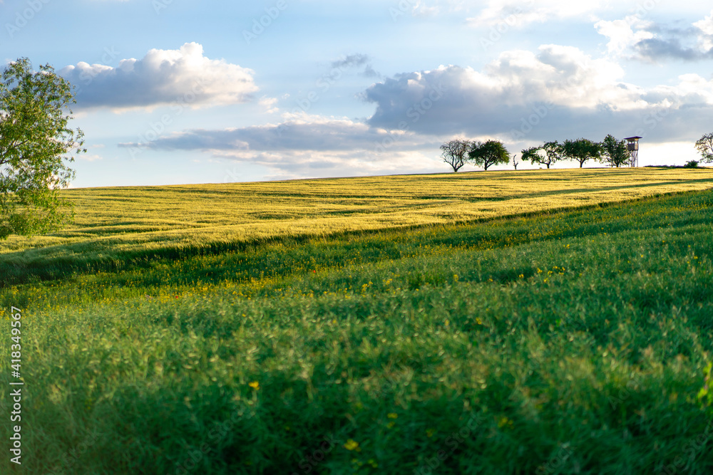 Fototapeta premium green landscape 