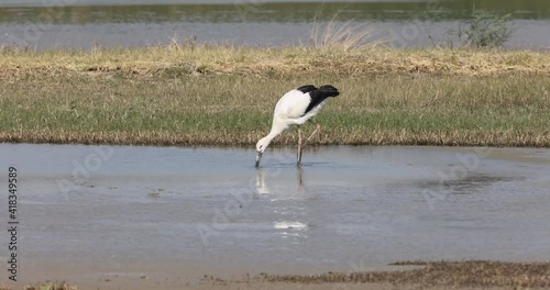 Oriental stork catched a Mangrove Water Snake from wetland