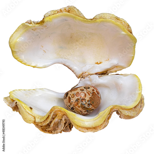 Tridacna Shell (Latin Name) With A Mineral Stone, Leopard Jasper, Between The Open Valves. Cut On White Background