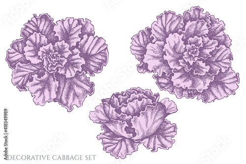 Vector set of hand drawn pastel decorative cabbage