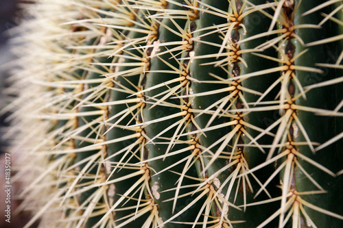 CANARY ISLANDS LANZAROTE CACTUS