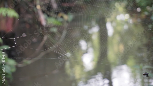 The spider makes a web above water stream
