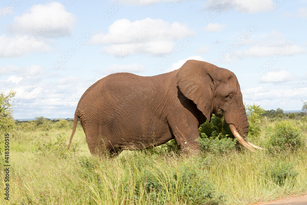 Kruger National Park: elephant grazing on lush summer growth