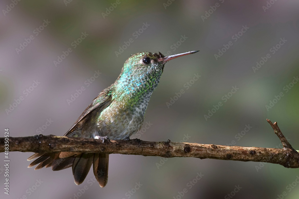 Fototapeta premium Versicolored Emerald, Amazilia versicolor, on perch