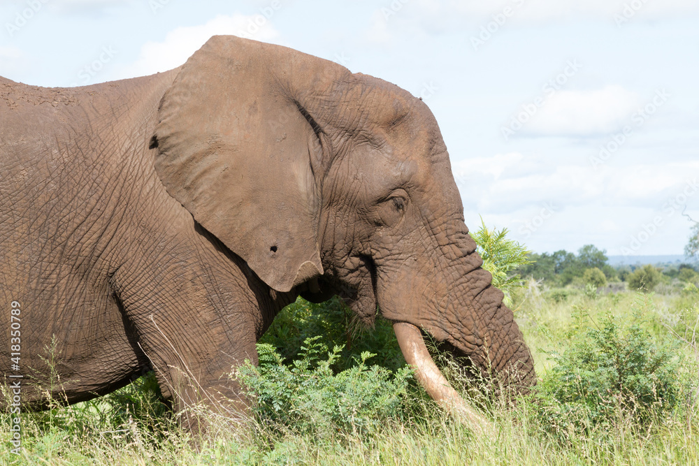 Obraz premium Kruger National Park: elephant grazing on lush summer growth