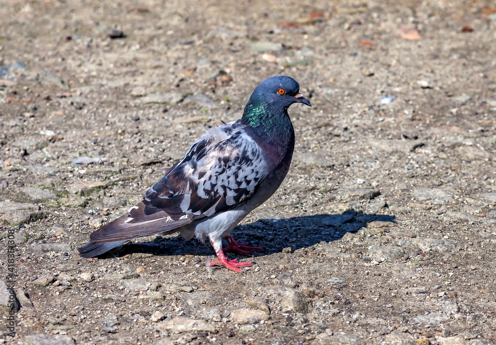 Bird dove on the background of the earth Bird dove on the background of the earth