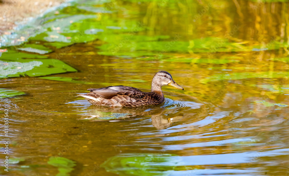 Ducks on the water pond in summer closeup Ducks on the water pond in summer closeup