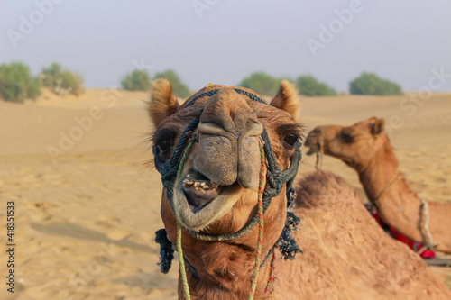 Funny camel face in the desert looking at the camera