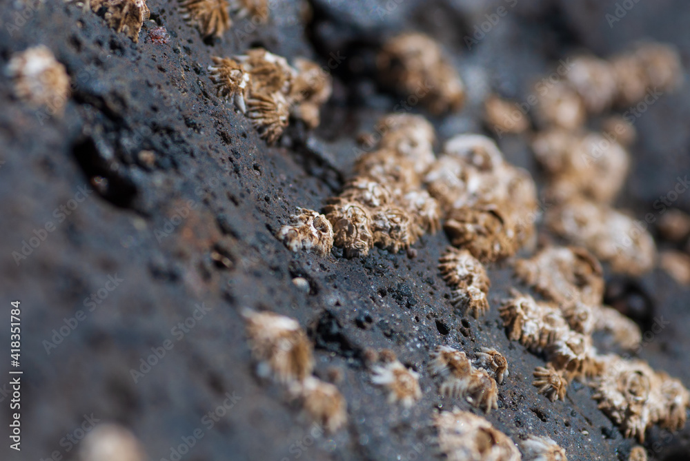 Seepocken auf einem trocken gefallenen Felsen, Lavafelsen Seepocken auf einem trocken gefallenen Felsen, Lavafelsen