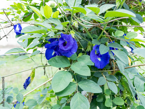The blue pea flowers with its green leaves on the razor wire