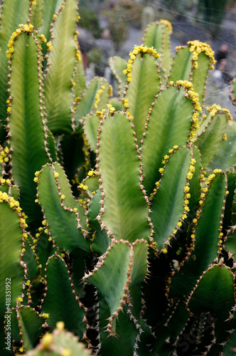 CANARY ISLANDS LANZAROTE CACTUS