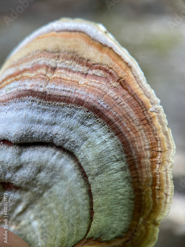 snail shell on wood