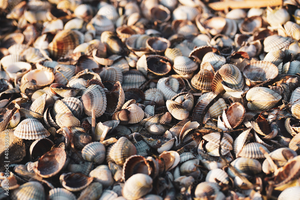 seashells on the beach seashells on the beach