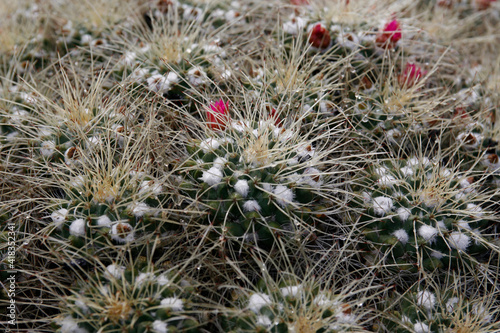 CANARY ISLANDS LANZAROTE CACTUS