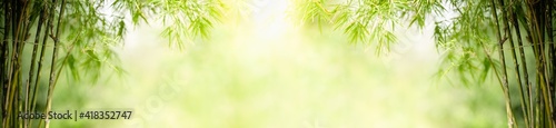 Nature of green leaf bamboo in garden at summer. Natural green leaves plants using as spring background cover page greenery environment ecology wallpaper © Fahkamram