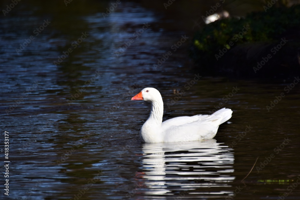 A white goose swims on a lake A white goose swims on a lake