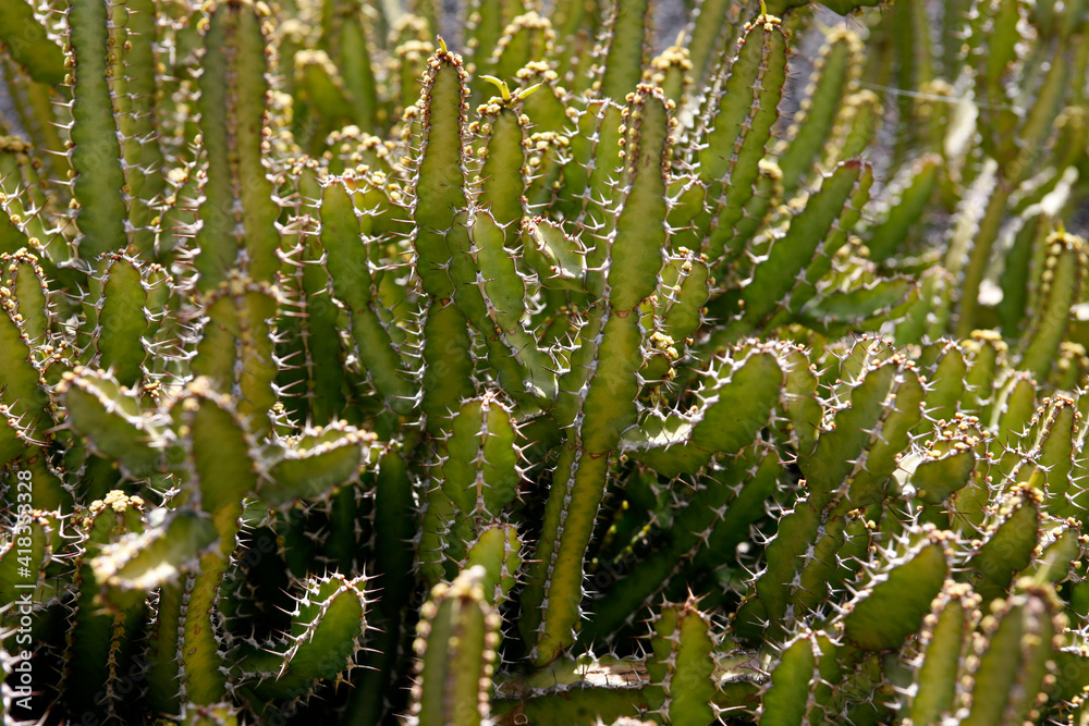 CANARY ISLANDS LANZAROTE CACTUS CANARY ISLANDS LANZAROTE CACTUS