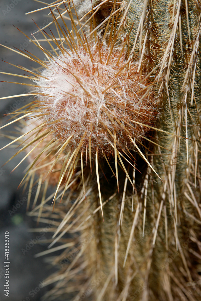 CANARY ISLANDS LANZAROTE CACTUS CANARY ISLANDS LANZAROTE CACTUS