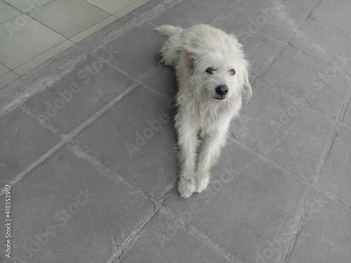 Old white dog is lying on cement flooring closeup and looking forward.