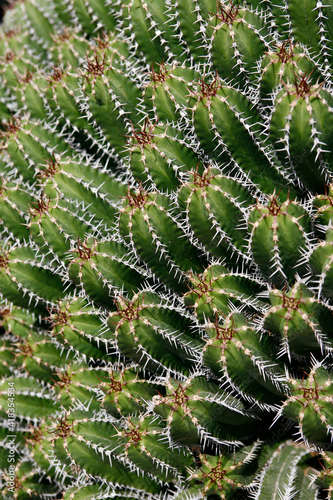 CANARY ISLANDS LANZAROTE CACTUS CANARY ISLANDS LANZAROTE CACTUS
