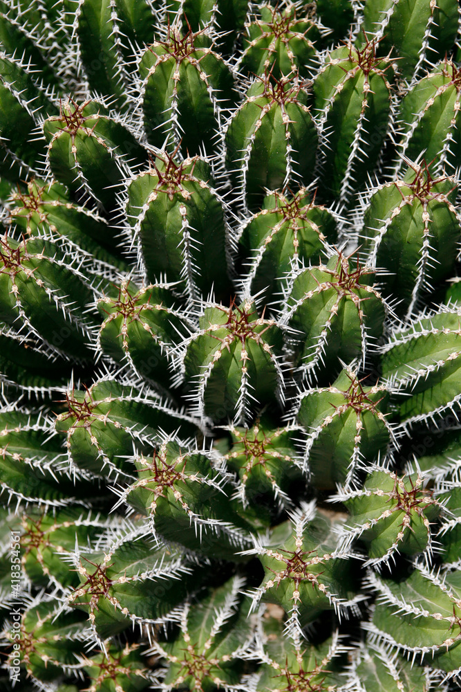 CANARY ISLANDS LANZAROTE CACTUS CANARY ISLANDS LANZAROTE CACTUS