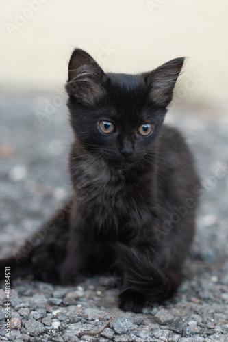 Black lonely kitten sits on gray gravel