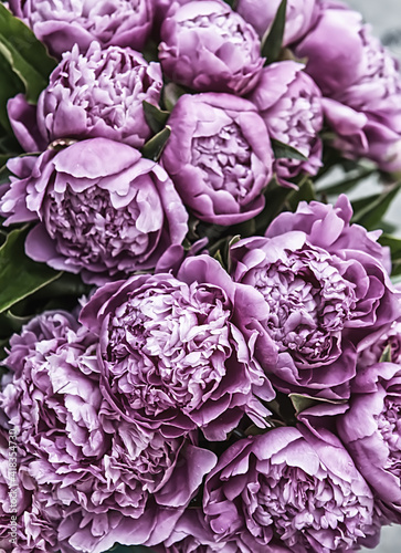 delicate fresh flowers and buds pink peonies . close up. vintage style 