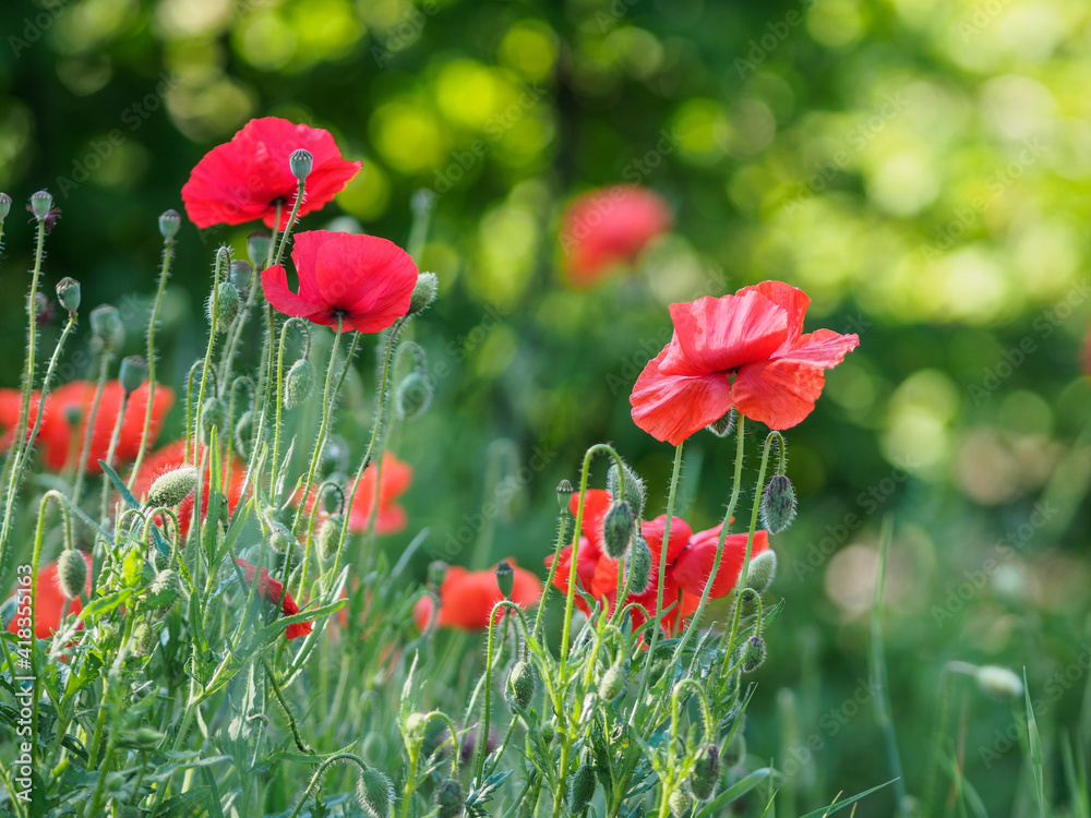Obraz premium Field of subtle red poppy flowers - Papaver Rhoeeas against green background. Backlight. Sunny day. Shallow depth of field. 