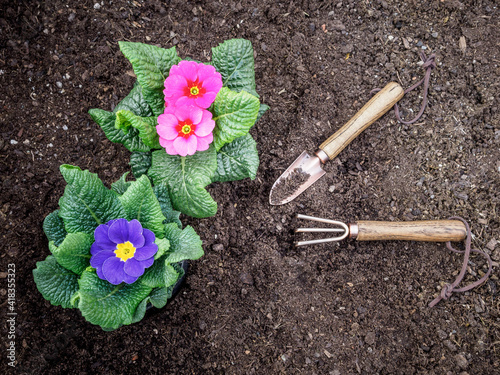 Fototapeta Naklejka Na Ścianę i Meble -  Pink and violet primula flowers - primula vulgaris ready to be planted into the ground with gardening tools. Spring awakening. Overhead view. 
