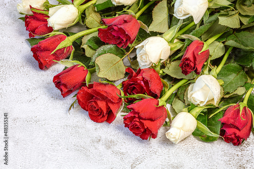 bouquet of roses, red and white. On a gray background. Congratulations to March 8 with Denm Birthday, Anniversary. . photo