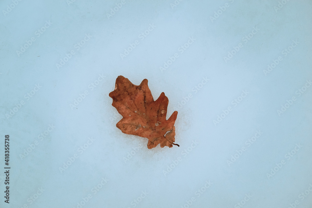 A dry oak leaf on the snow in the park