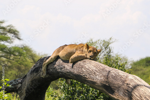 Canvas Print Lioness on the tree in the savannah  in Tarangire national park, Tanzania