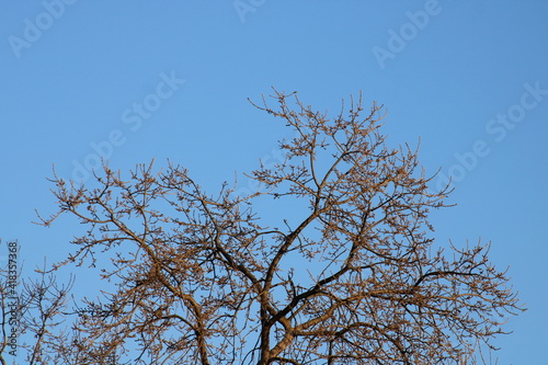 Bare oak tree against blue sky 