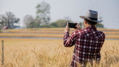 A young agricultural engineer taking pictures in a golden barley field with a phone in hand in early summer.