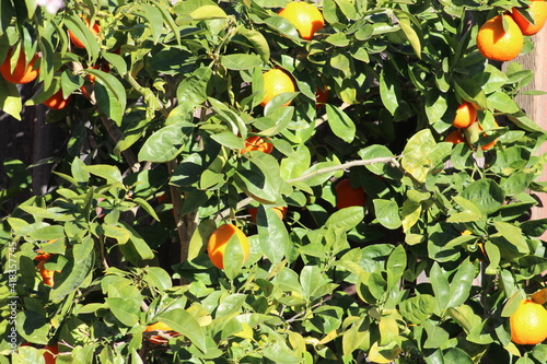 Orange tree with ripe oranges