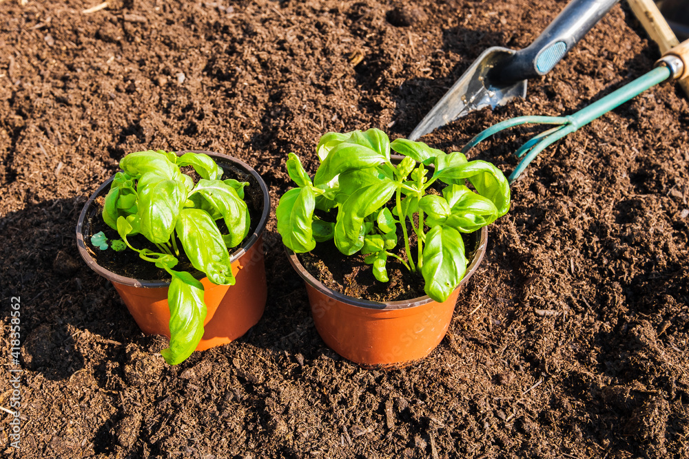 pots of young vegetable plants for transplanting in the garden in spring pots of young vegetable plants for transplanting in the garden in spring