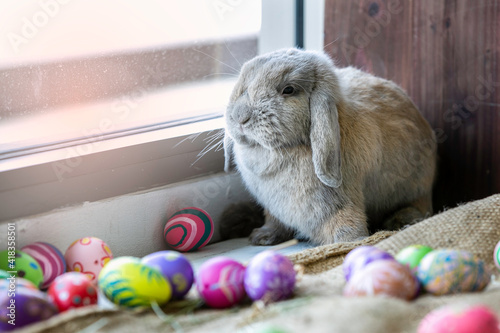 Adorable grey brown Halland Lop rabbit with varity of colorful painted easter egg. photo