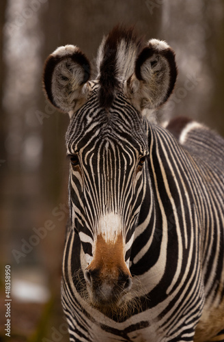 The portrait of a zebra