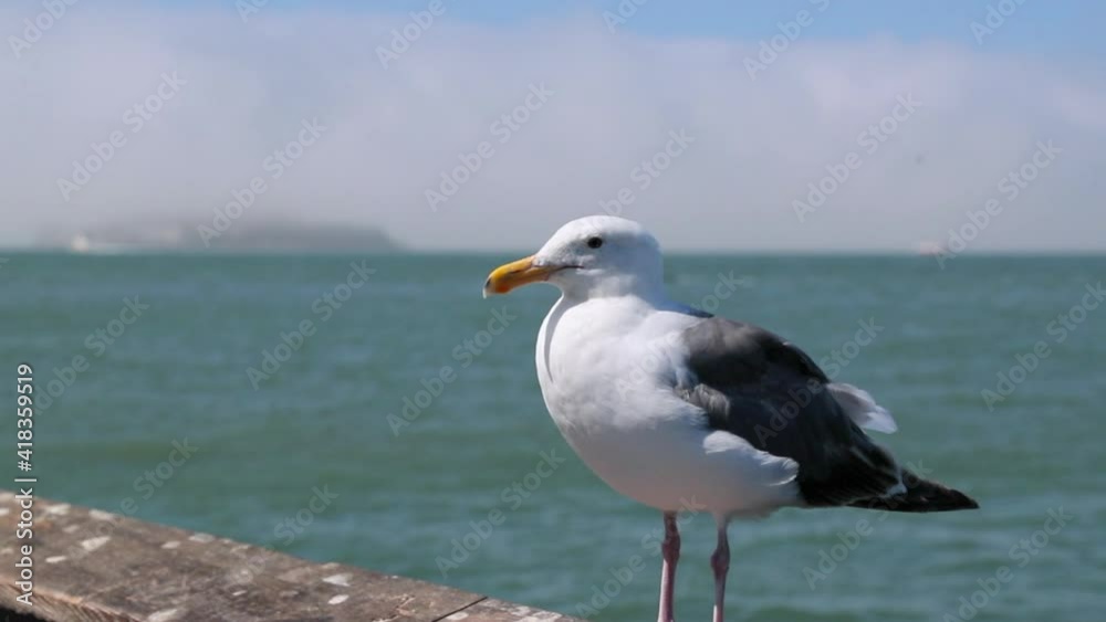 Close-up shot of seagull perching on wooden railing against sea during sunny day - San Francisco, California Close-up shot of seagull perching on wooden railing against sea during sunny day - San Francisco, California