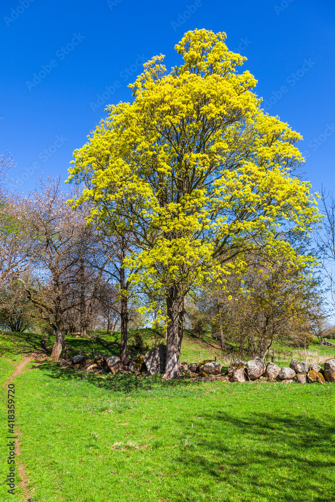 Budding tree at a meadow in springtime