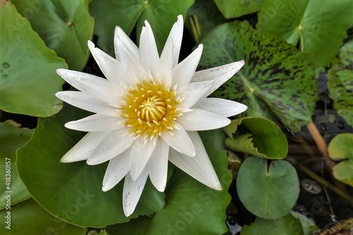 White water lily flower  close up. Delicate  graceful petals  yellow stamens. The background is green leaves. Top view. Thailand