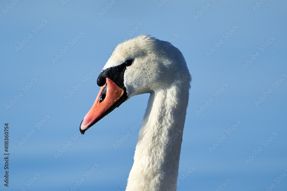 Mute swan side portrait Mute swan side portrait