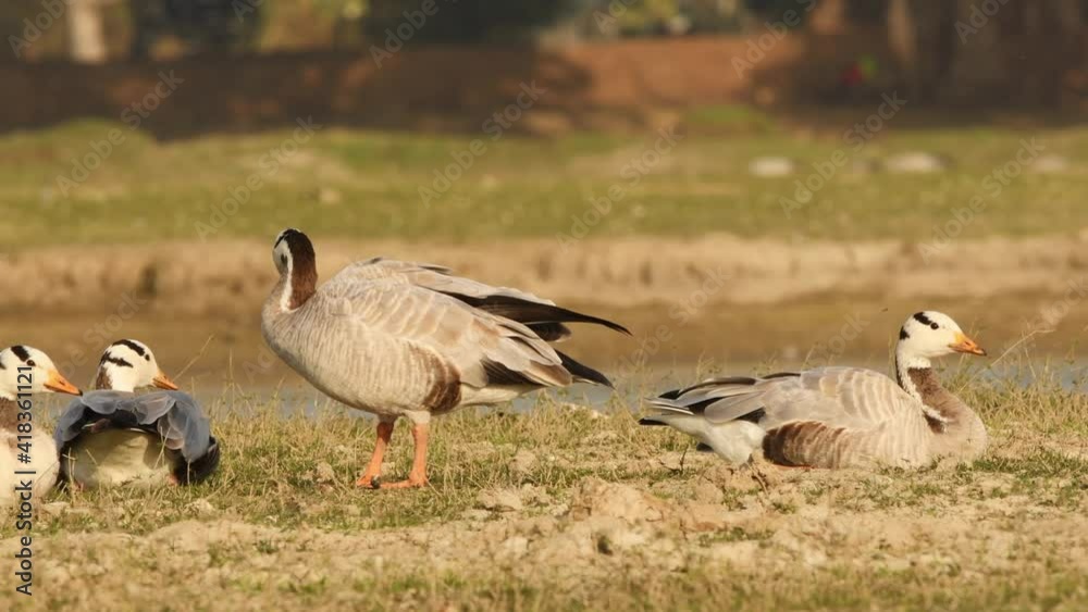 bar-headed or bar headed goose family or flock full shot sun basking and preening in golden hour light in an open field or grassland during winter migration at forest of cental india - anser indicus bar-headed or bar headed goose family or flock full shot sun basking and preening in golden hour light in an open field or grassland during winter migration at forest of cental india - anser indicus