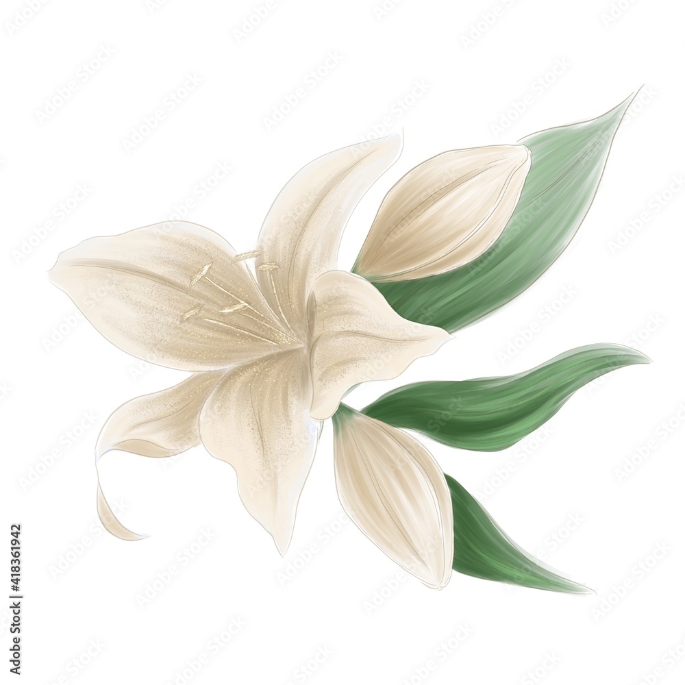 The set of flower and buds of lilies The set of flower and buds of lilies