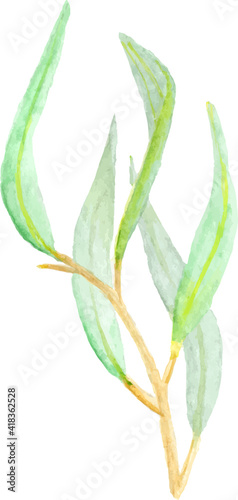green leaf isolated on white background. eucalyptus watercolor clipart