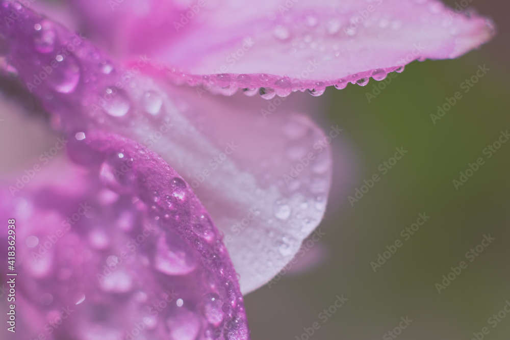 Macro flower part.Toned wet pink floral petals with rain drops on it