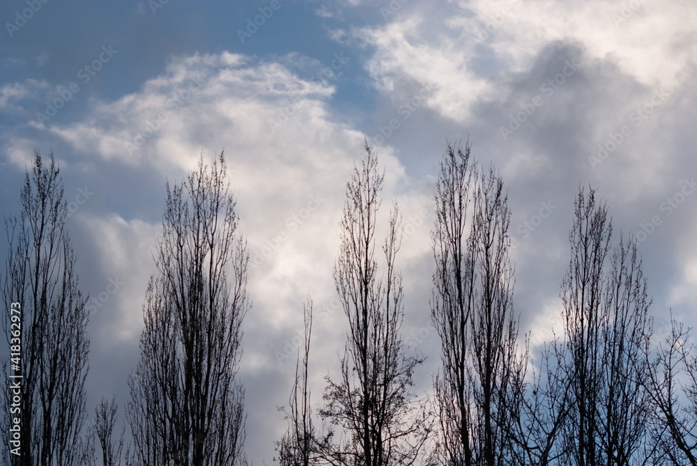 Obraz premium kahle Baumwipfel vor blauem Himmel mit dicken Regenwolken