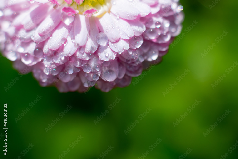 Lots of thin pink petals on blurred background with bokeh effect. Floral backdrop with copy space. Tiny water drops shining on sunlight Lots of thin pink petals on blurred background with bokeh effect. Floral backdrop with copy space. Tiny water drops shining on sunlight