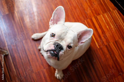 White French Bulldog is sitting on hardwood floor. Indoor shot of beautiful white frenchie sitting. Obedient dog, pet in household